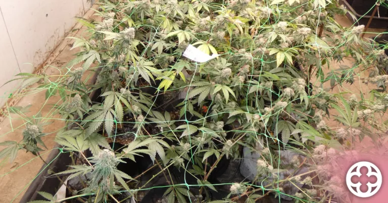 Intervenen més de 500 plantes de marihuana a Torrefarrera
