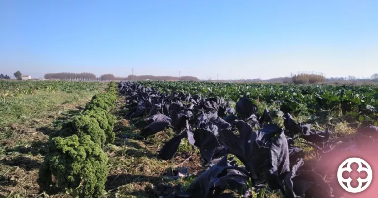 L’Ajuntament de Lleida obre el termini per sol·licitar una finca al Viver d’Agricultors de Rufea