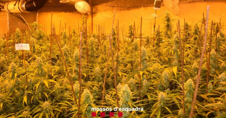 Desmantellen un grup criminal dedicat al cultiu de marihuana a Lleida i Tarragona