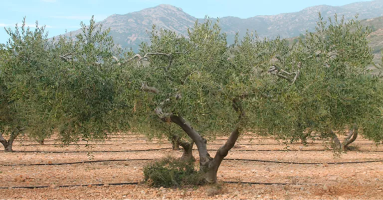 S’inicia l'abonament dels ajuts per a l’agricultura i la ramaderia ecològica a 860 pagesos