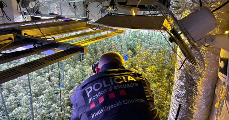 Tres detinguts per una macroplantació de marihuana al polígon dels Frares