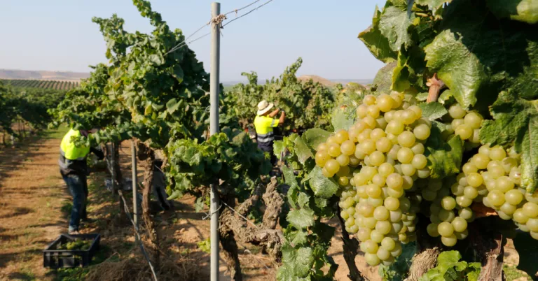 Raimat inicia la verema i augura un bon any de vi