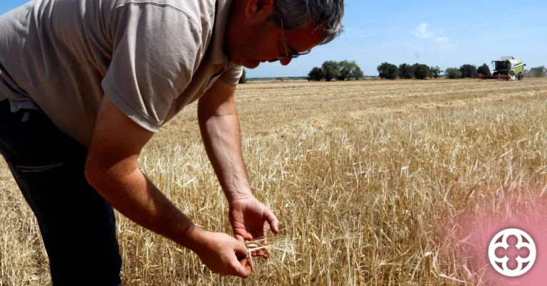 El cereal de secà dona per perduda més de la meitat de la collita