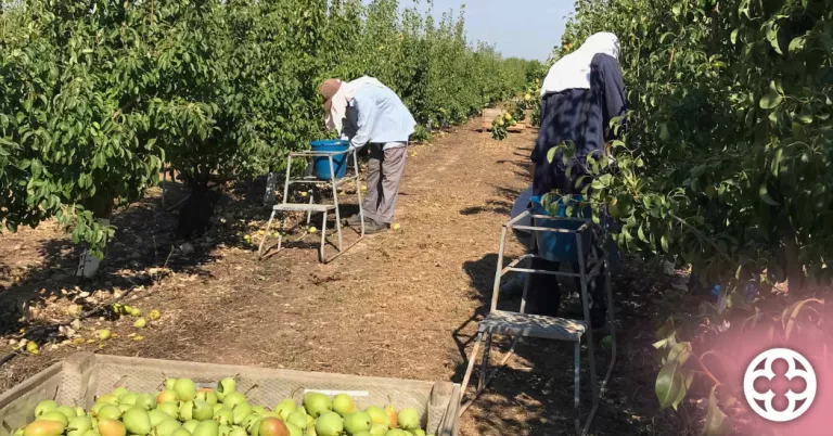 ASAJA preveu un descens del 35% en la collita de peres a Lleida i mostra preocupació per les plagues
