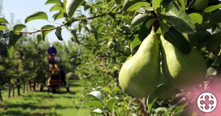 Comença la collita de pera llimonera al Segrià amb previsió de bona qualitat però menor producció