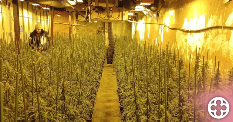 Desmantellen una plantació de marihuana a Castelldans amb un valor de 50.000 euros