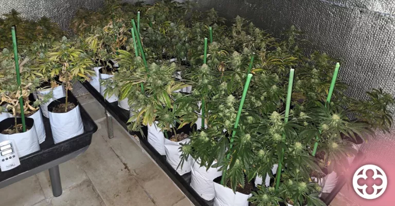Desmantellen una plantació amb més de 200 plantes de marihuana en una casa d'Alcarràs