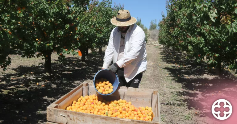 ⏯️ Pagesos del Baix Segre comencen la campanya de l'albercoc amb una producció de "bona" qualitat