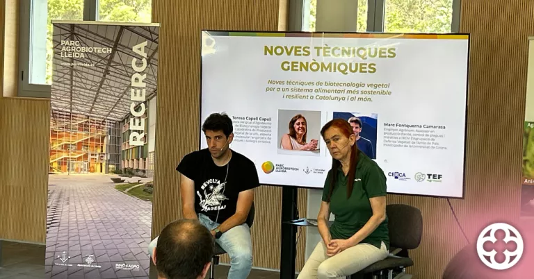 L'arròs bomba està en perill d'extinció a conseqüència de les plagues