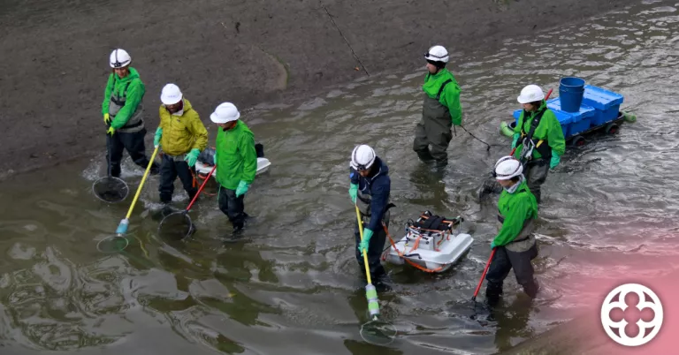 Inici del buidatge del canal de Seròs per manteniment i rescat de peixos autòctons