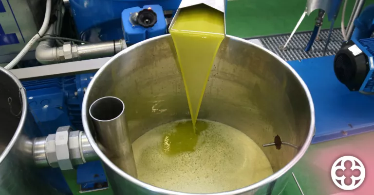La Cooperativa de Juncosa inicia la collita d'olives arbequines amb bones perspectives per a la producció d'oli