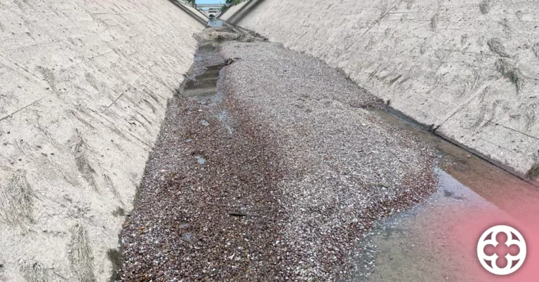 Retiren prop de 62.000 peixos invasors als canals de Seròs, Balaguer, Térmens i Lleida