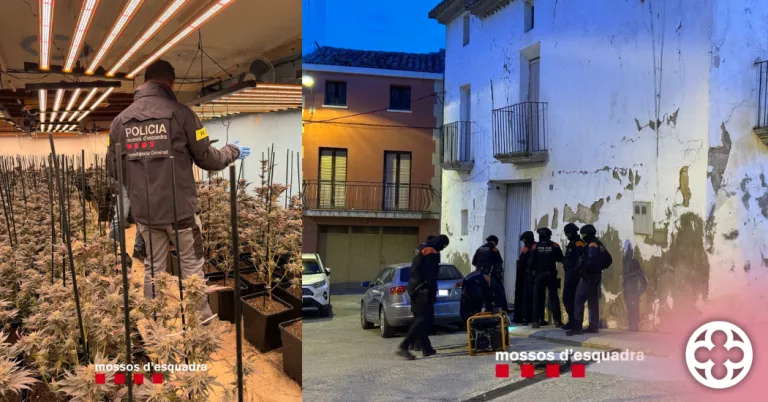 Quatre detinguts i quasi 700 plantes de marihuana confiscades al Segrià, Noguera i Urgell