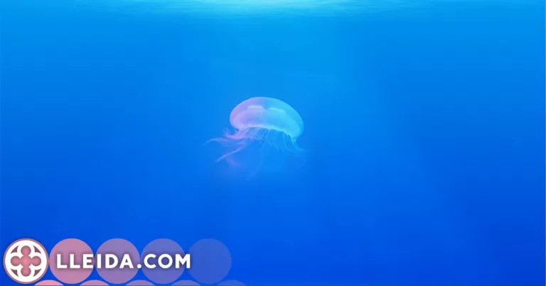 Descobreix com actuar davant d'una picada de medusa