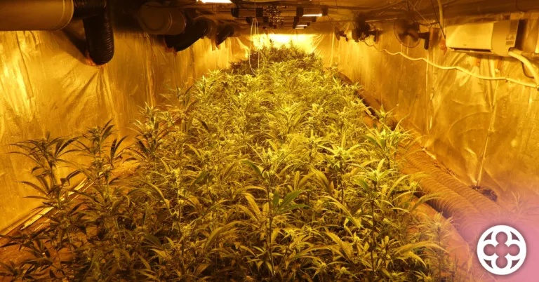 Detingut un home per cultivar 849 plantes de marihuana en una casa a Puigverd de Lleida