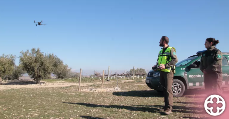 Inicien una prova pilot amb drons i IA per detectar conills a Verdú