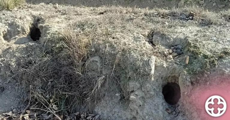 Entitats ecologistes s'oposen a l’ús del fosfur d’alumini contra la plaga de conill