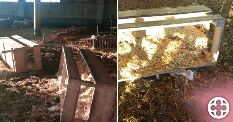 Denuncien un membre d'una entitat animalista per maltractament animal a Torregrossa