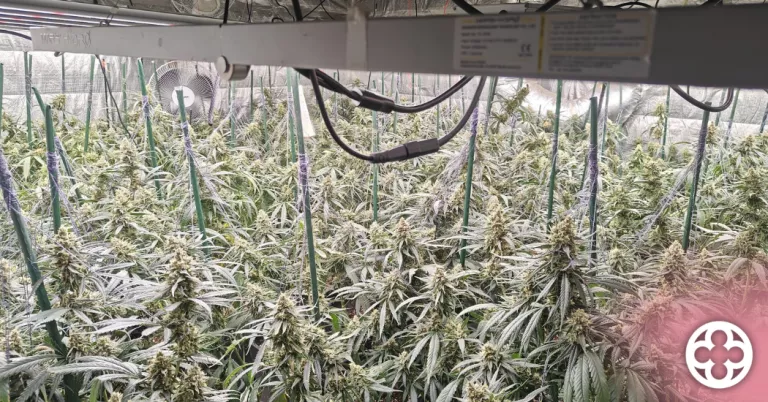 Desmantellen una plantació amb 245 plantes de marihuana en un domicili de Lleida
