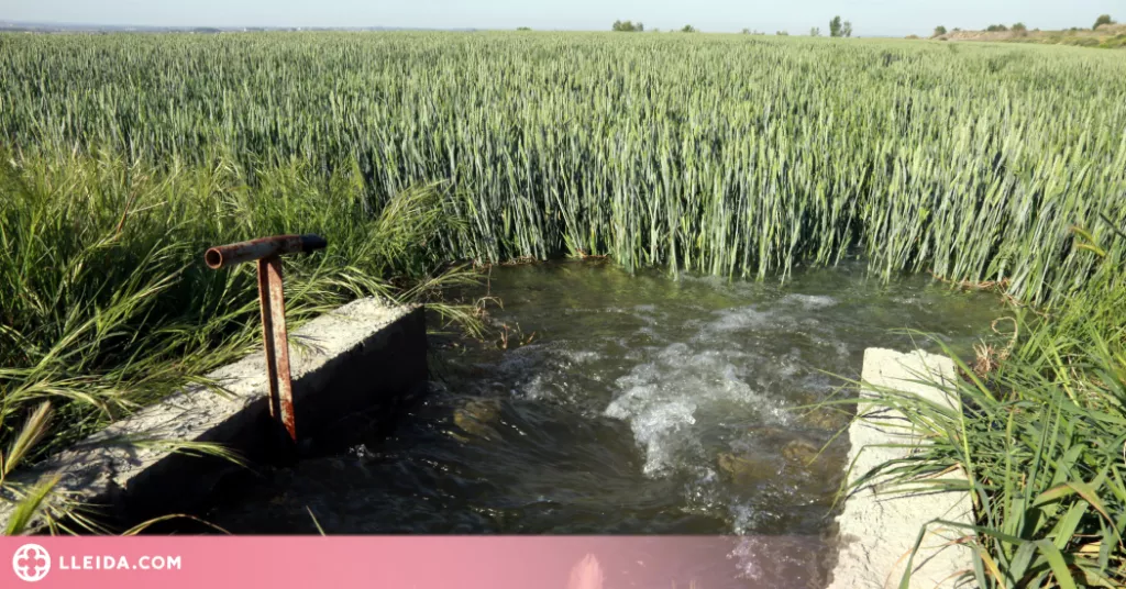 ⏯️ Últims regs del canal d'Urgell, un tancament històric amb perspectives "molt dolentes"