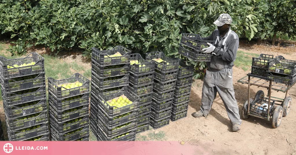 ⏯️ Alguaire comença la campanya de la figa amb més producció i bona qualitat dels fruits