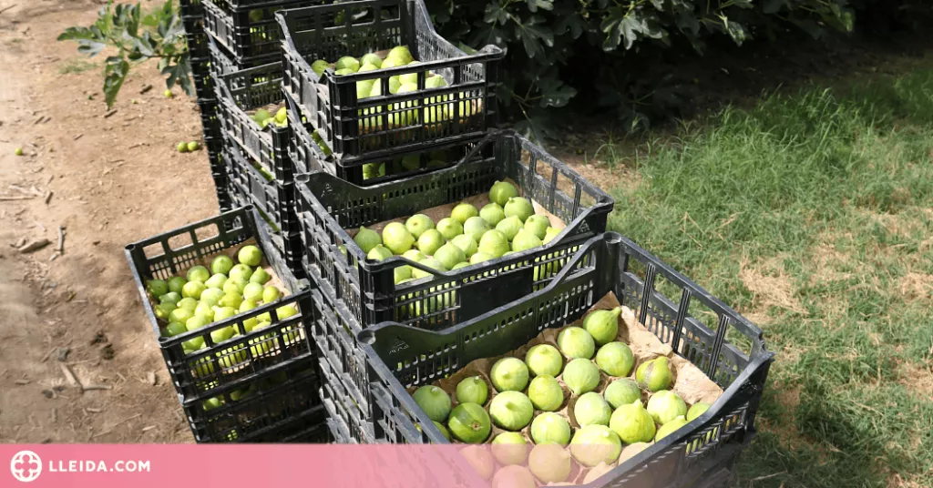 ⏯️ Alguaire comença la campanya de la figa amb més producció i bona qualitat dels fruits