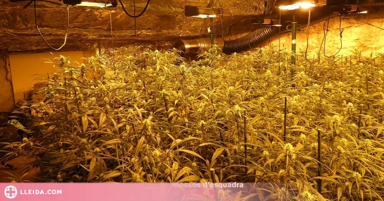 Dos detinguts a la Noguera per cultivar marihuana a dues cases