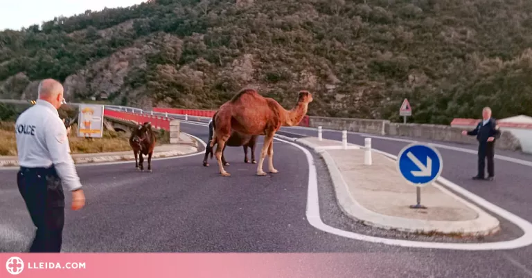 Un dromedari i diversos bous provoquen un accident a l'N-II
