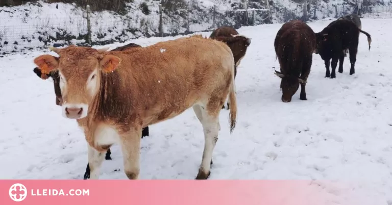 La neu obliga a portar menjar als animals al Pirineu