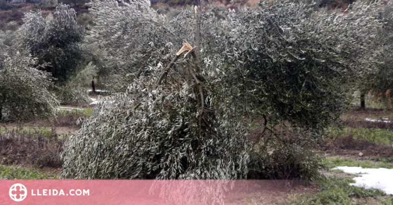 Exigeixen elaborar ja un pla de recuperació de les oliveres