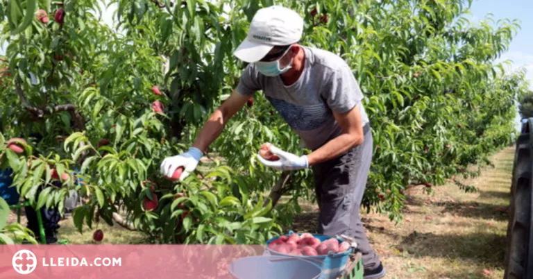 ⏯️ Els partits proposen millores per a la gestió de la campanya de la fruita