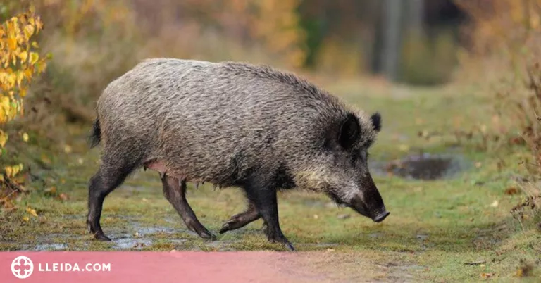 Detectats tres nous casos de triquinosi en carn de porc senglar procedent de l'Alt Urgell