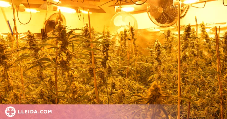 Els Mossos de Lleida detenen 10 persones per cultiu i tràfic de marihuana internacional