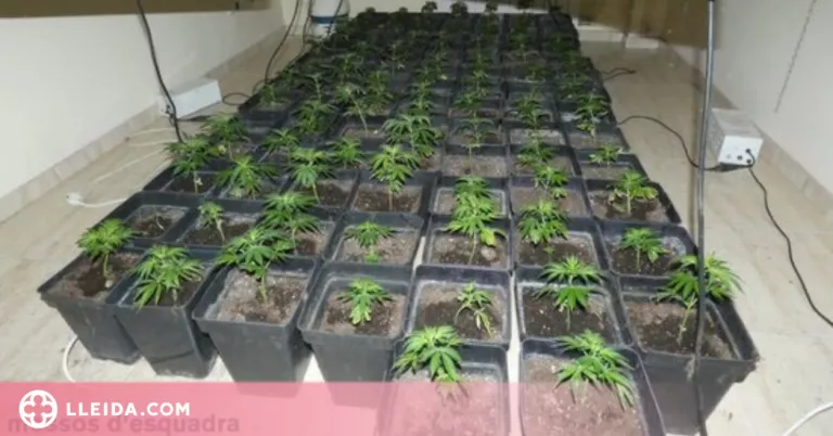 Dos detinguts per cultivar marihuana a Cervera