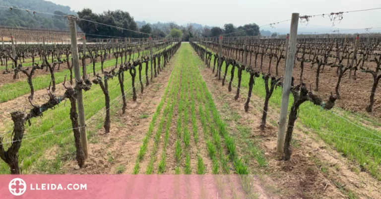 Conservar el sòl en vinyes ecològiques amb cobertes vegetals