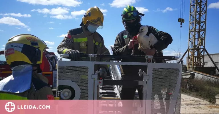 Rescaten una cigonya ferida i atrapada a Bellpuig