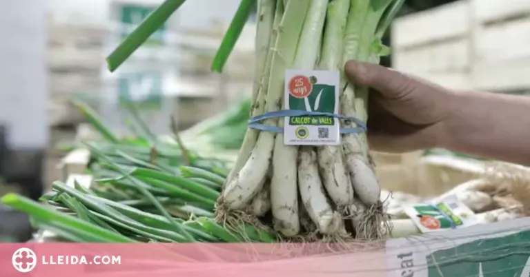 Calçots de Valls per a les residències de Lleida i Tarragona