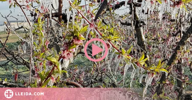 ⏯️ La fruita dolça de Ponent tem una caiguda de la producció per la gelada
