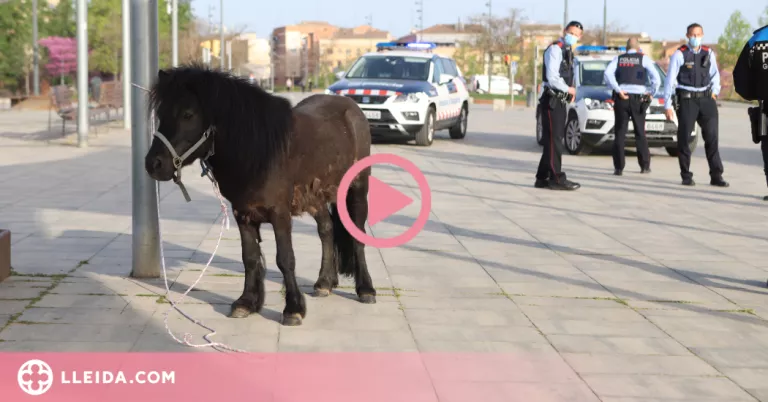 ⏯️ Retenen un poni que passejava lliurement per Lleida