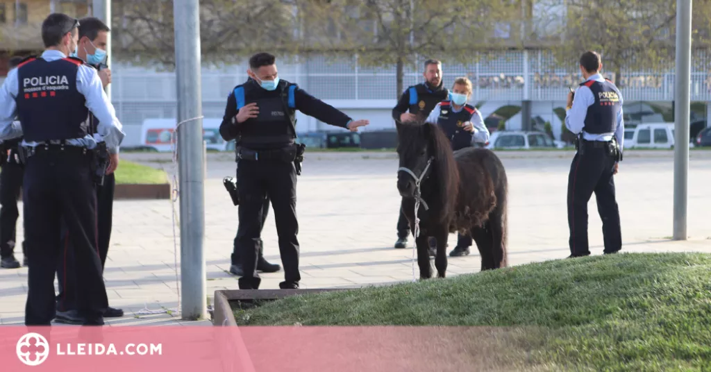 ⏯️ Retenen un poni que passejava lliurement per Lleida