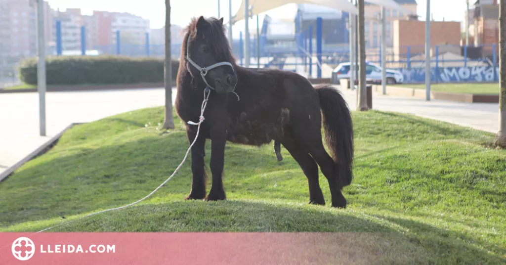 ⏯️ Retenen un poni que passejava lliurement per Lleida
