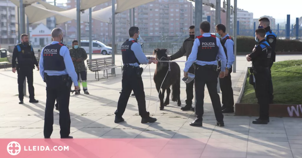 ⏯️ Retenen un poni que passejava lliurement per Lleida
