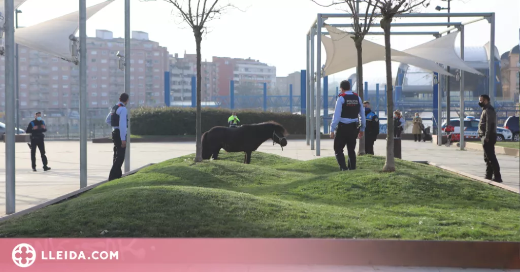 ⏯️ Retenen un poni que passejava lliurement per Lleida