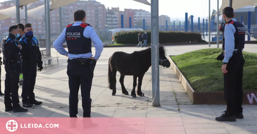 ⏯️ Retenen un poni que passejava lliurement per Lleida