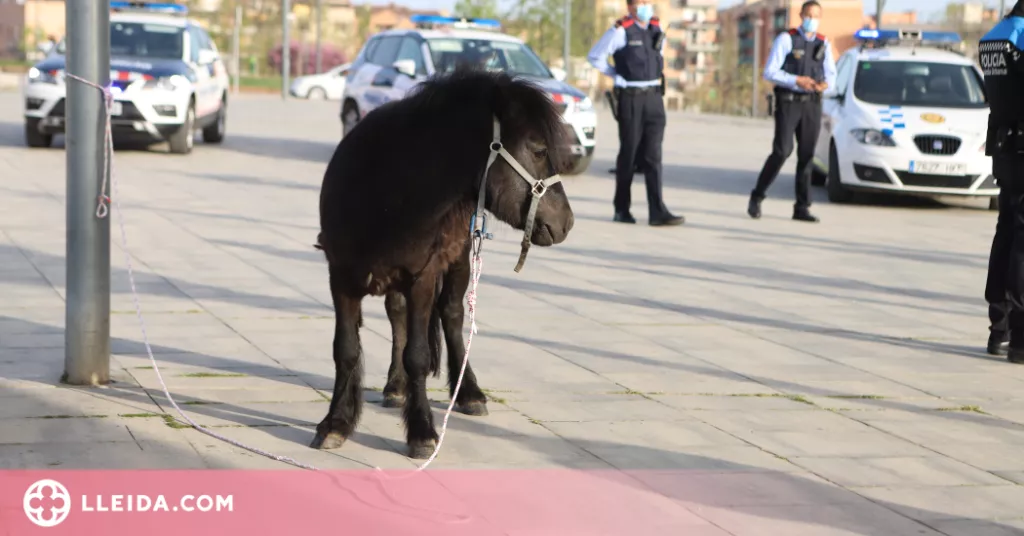 ⏯️ Retenen un poni que passejava lliurement per Lleida