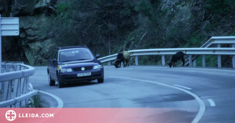 Pedres de sal al Pallars per evitar per evitar que cabres silvestres provoquin accidents