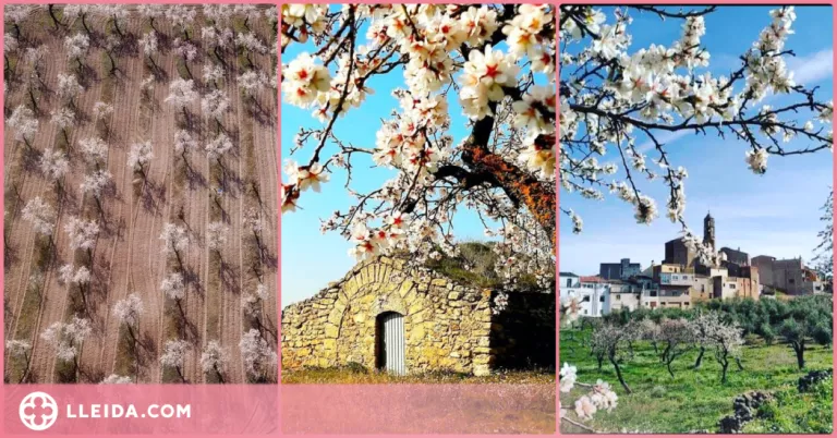 Centenars d'#AmetllersFlorits21 participen al concurs d’Instagram de les Garrigues