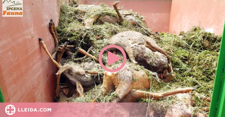 ⏯️ "Els canals d'Urgell són una trampa mortal per la fauna que cal evitar"