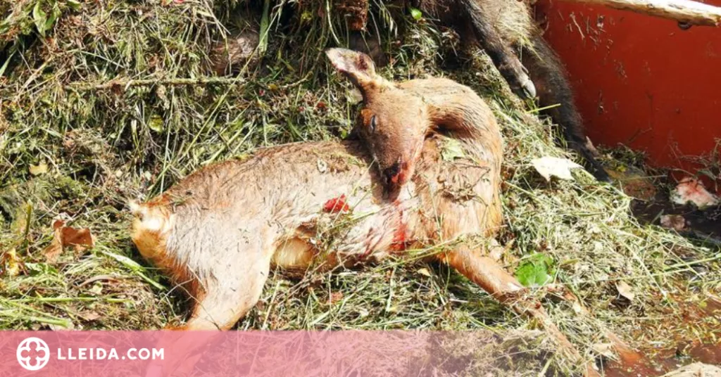 ⏯️ "Els canals d'Urgell són una trampa mortal per la fauna que cal evitar"