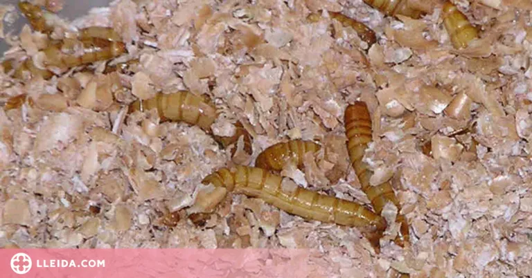 El cuc de la farina, primer insecte comestible aprovat per la Unió Europea